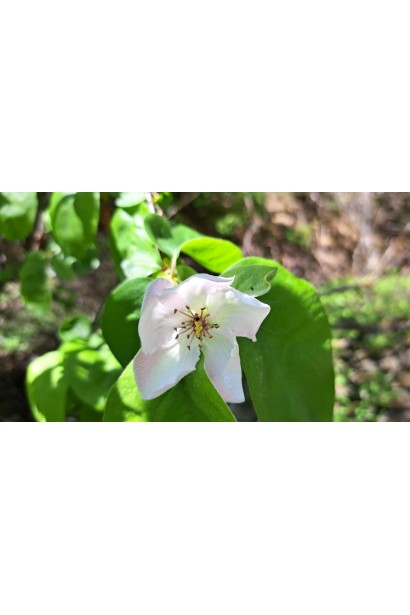 Айва яблуковидна ‘Мускатна’